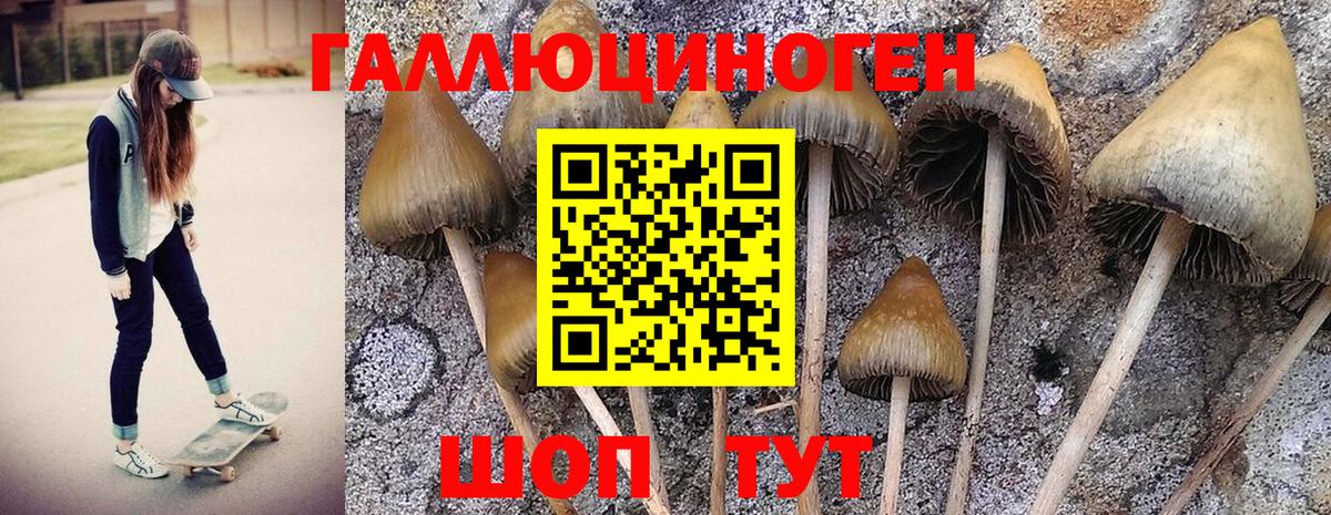 Галлюциногенные грибы Cubensis  Вход с VPN  Калининград 