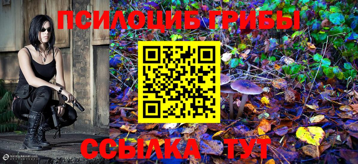 Галлюциногенные грибы Psilocybine cubensis Калининград